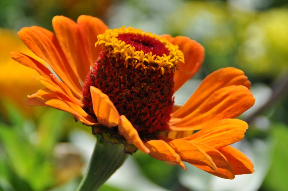 Zinnia nature garden