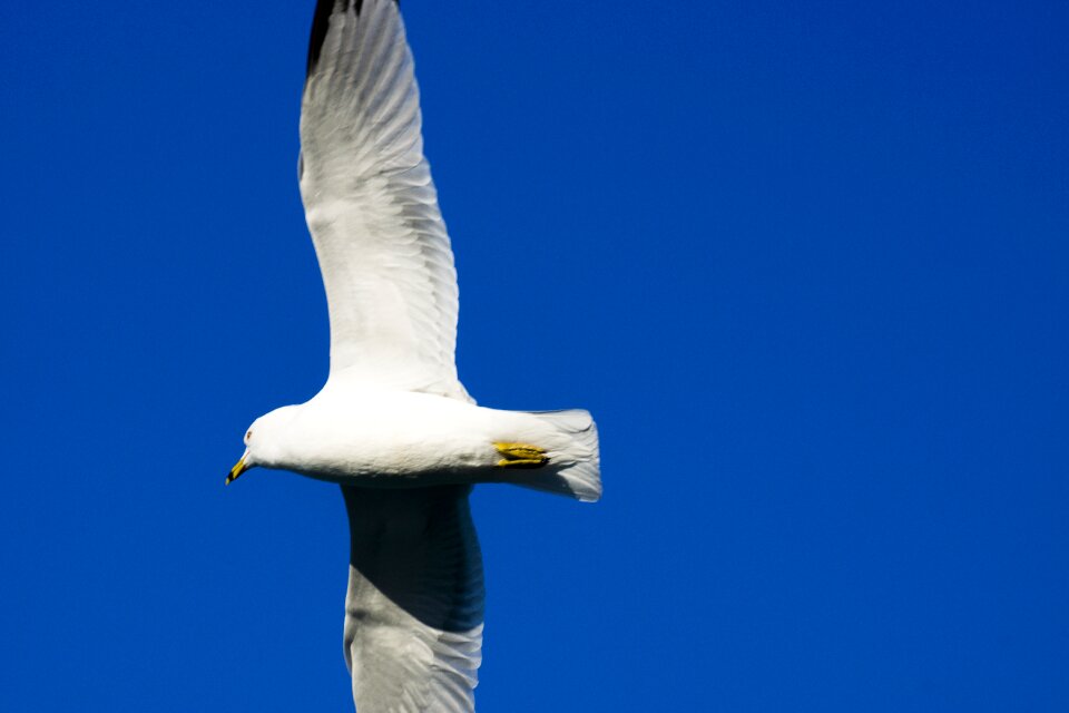 Sea bird animal