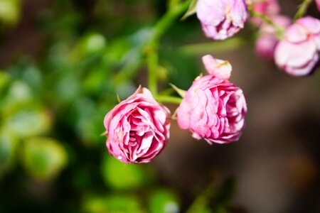 Blossom bloom rose bloom