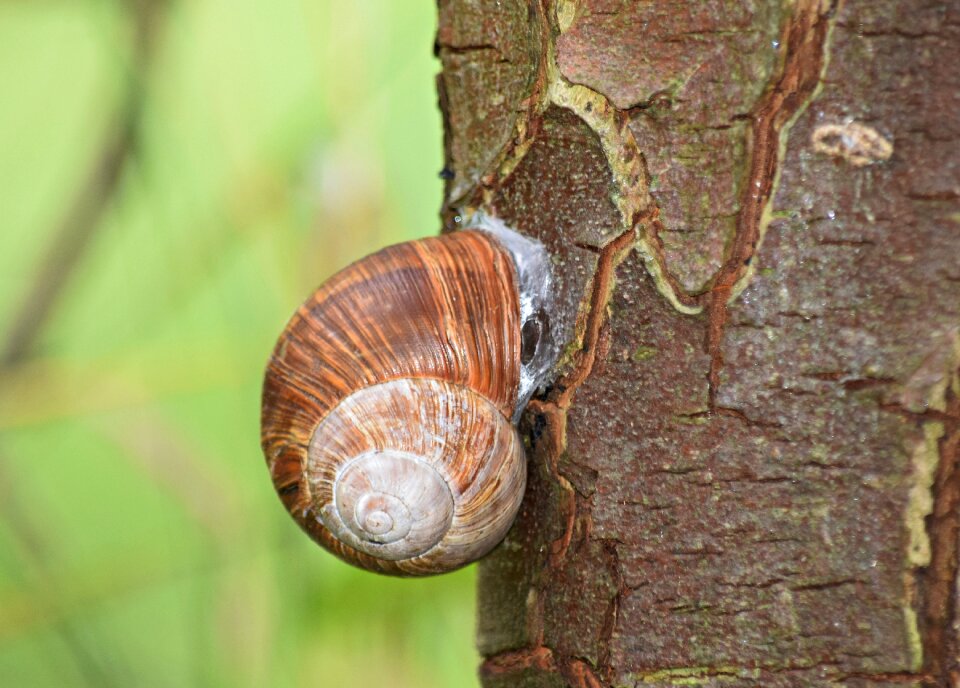 Rain the creation of scallop