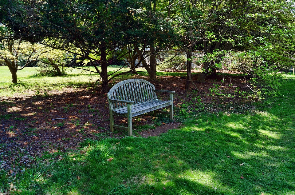 Trees landscaping lawn