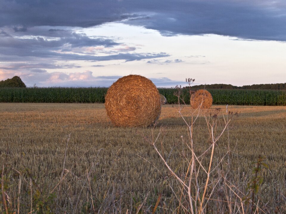 Nature agriculture autumn