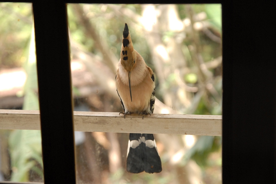 Endemic africa animal