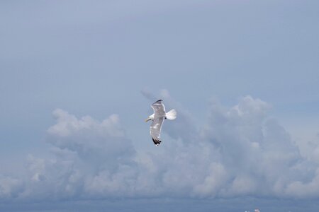 Seagull sky seabird