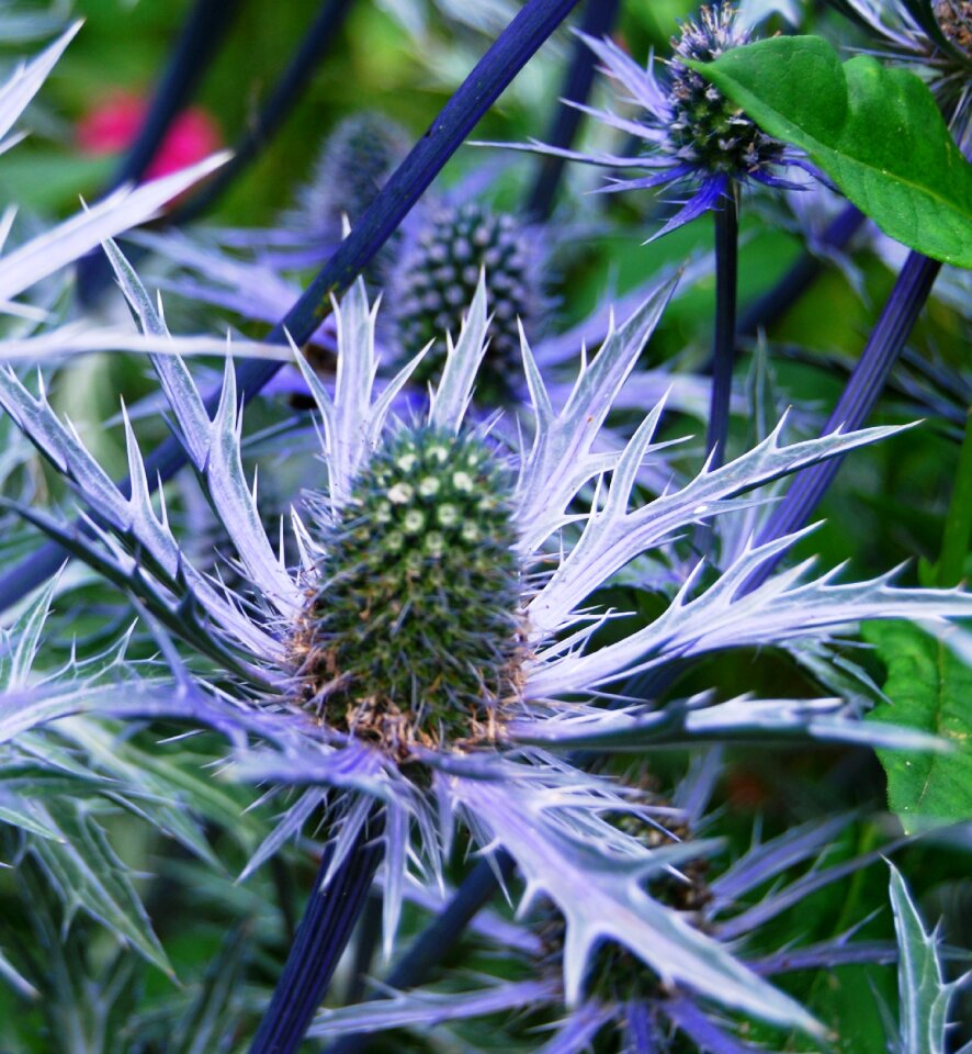 Plant close up spur