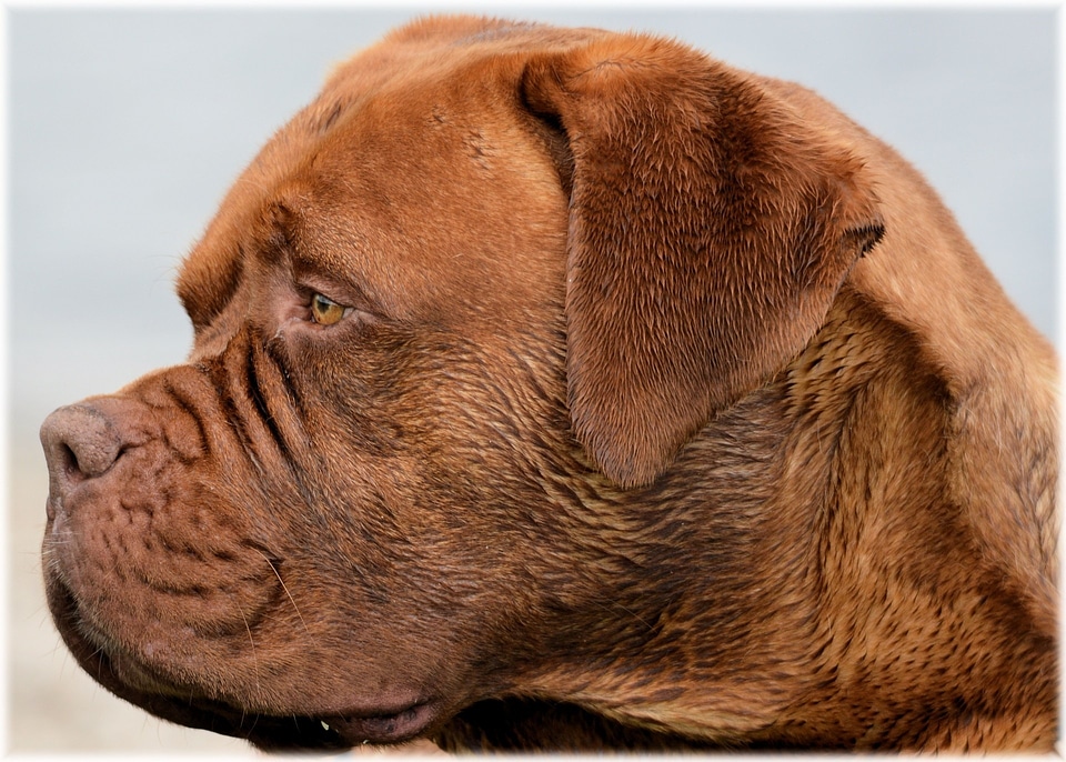 Pet purebred canine