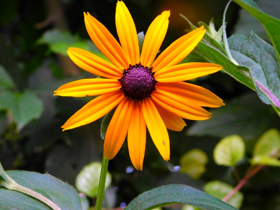 Orange flower yellow flower flower