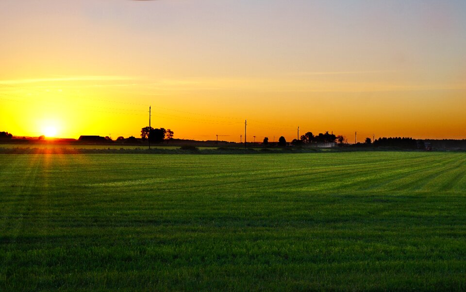 Field grass beautifully