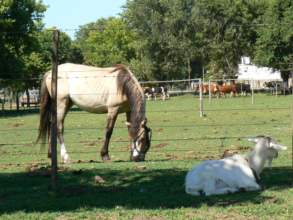 Animals horse nature