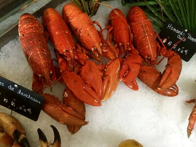 Animal fresh gourmet