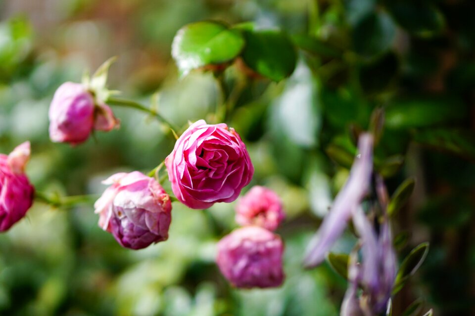 Blossom bloom rose bloom