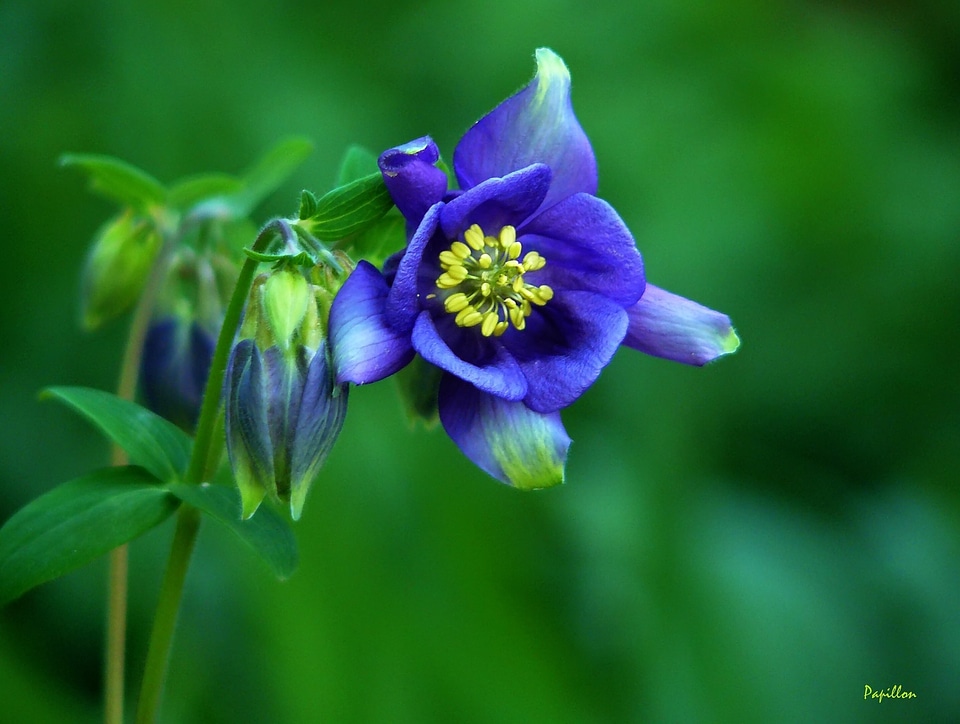 Flower purple flora