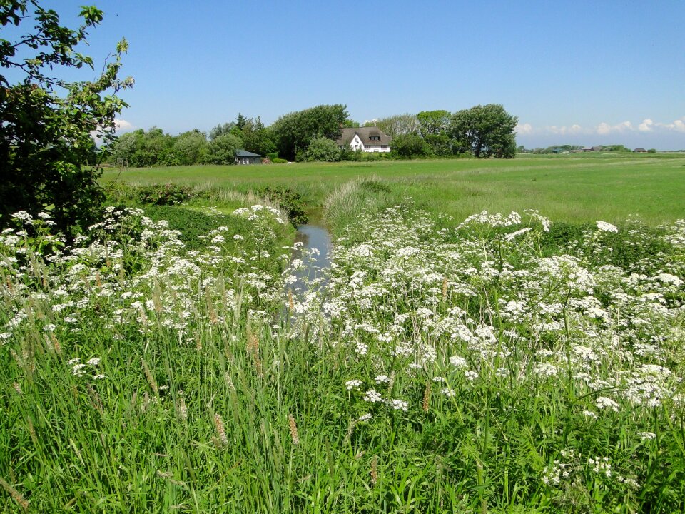 Landsxape grass summer