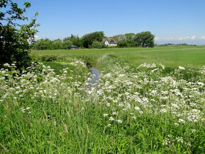 Landsxape grass summer