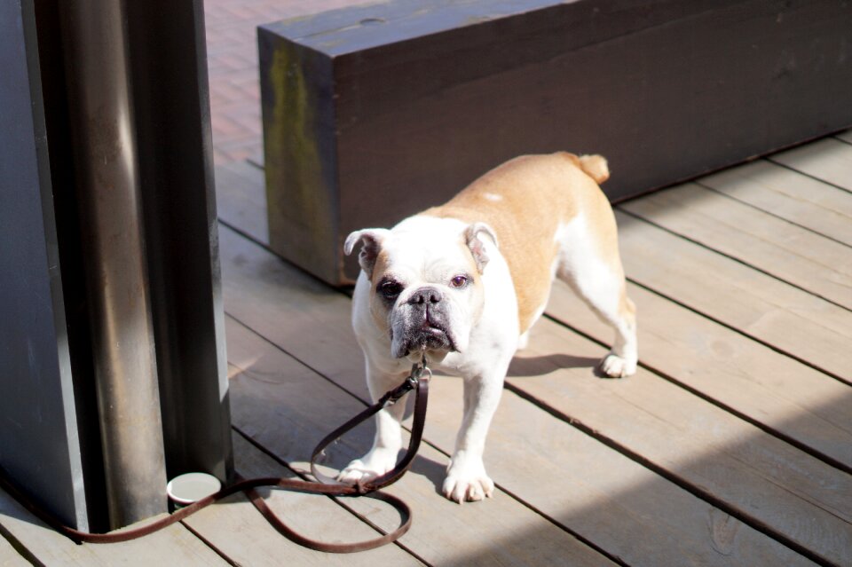 English bulldog cute view