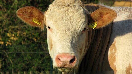 Pasture brown farm photo