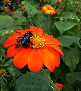 Bee mexican sunflower tithonia photo