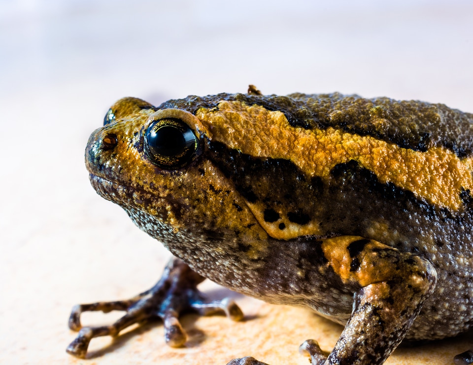 Anuran frog amphibians photo