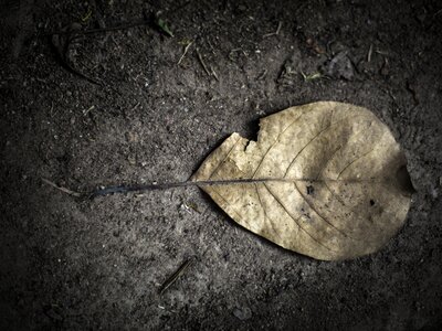 Autumn leaves dry leaf plant