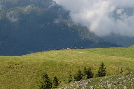 Mountains cows switzerland photo