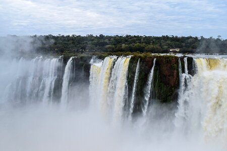 Nature iguazu vegetation