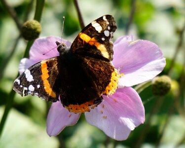 Wildflower nature summer