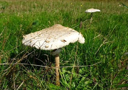 Mushroom giant schirmling edible photo