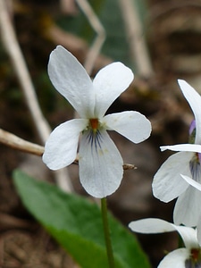Blossom bloom flower
