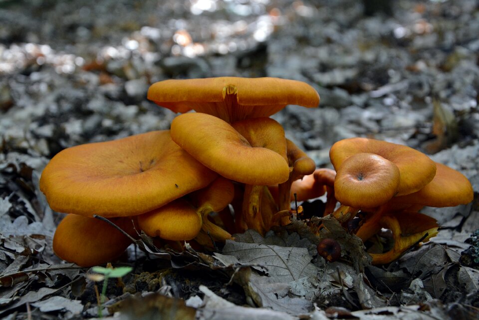 Forest nature orange