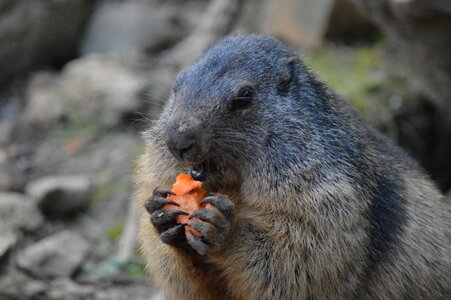 Animals eatting carrot photo