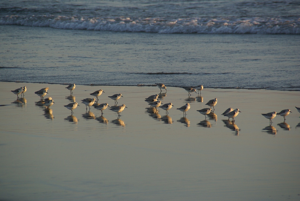 Birds beach reflection