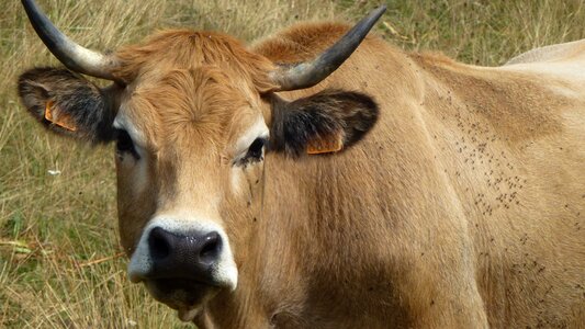 Livestock pasture domestic animal