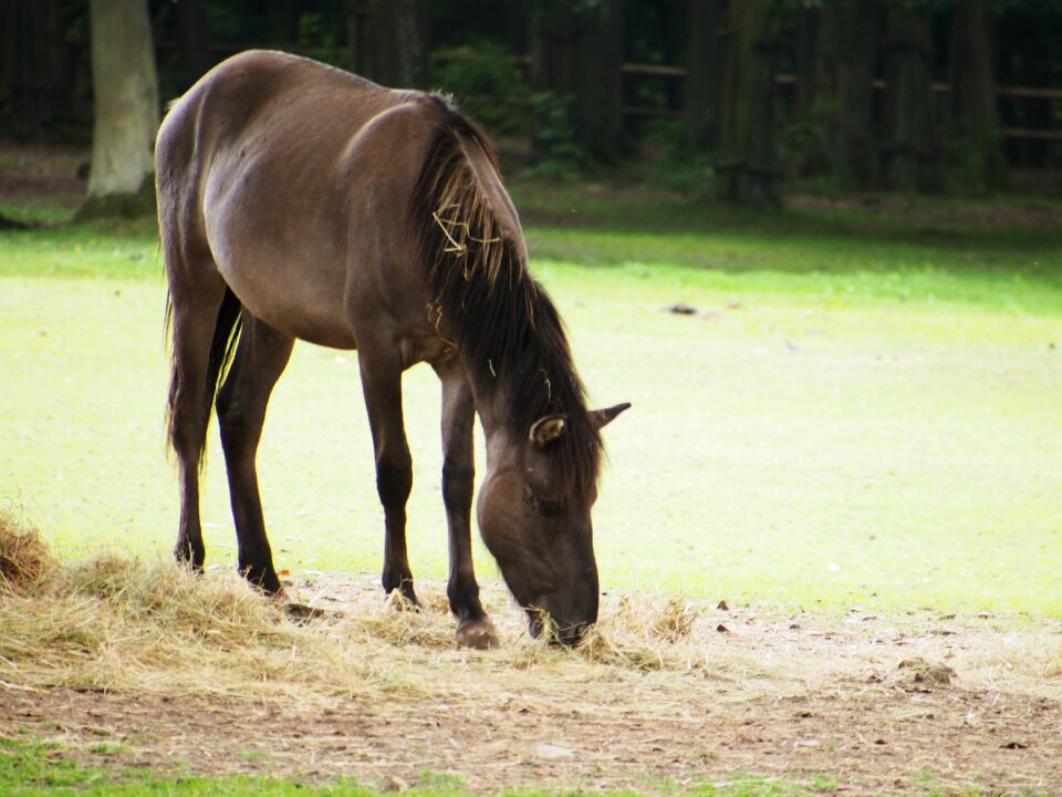 Wild wildlife park animal