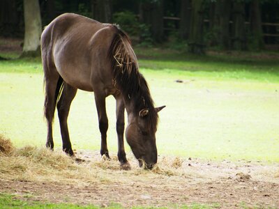 Wild wildlife park animal