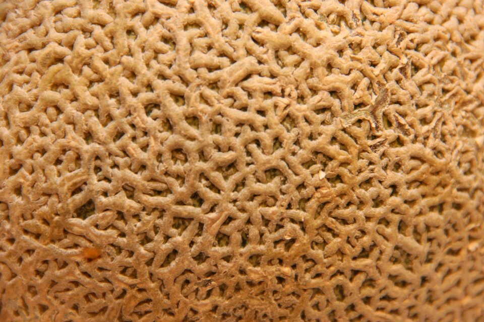 Texture melon fruit