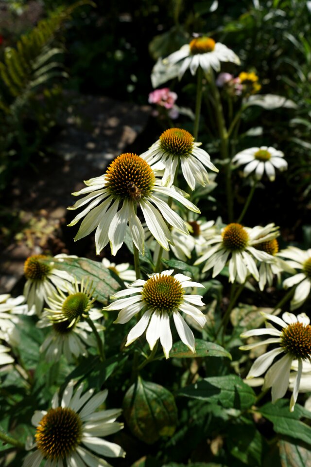 Summer white petals