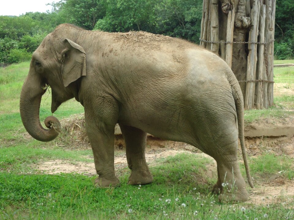 Elephant zoo animal