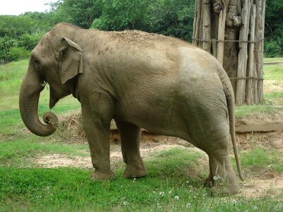 Elephant zoo animal photo