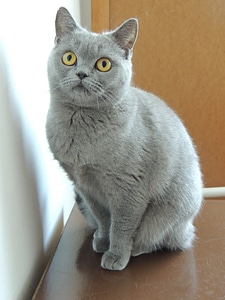Home animal british shorthair