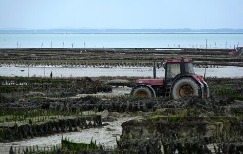 Tractor oysters oyster