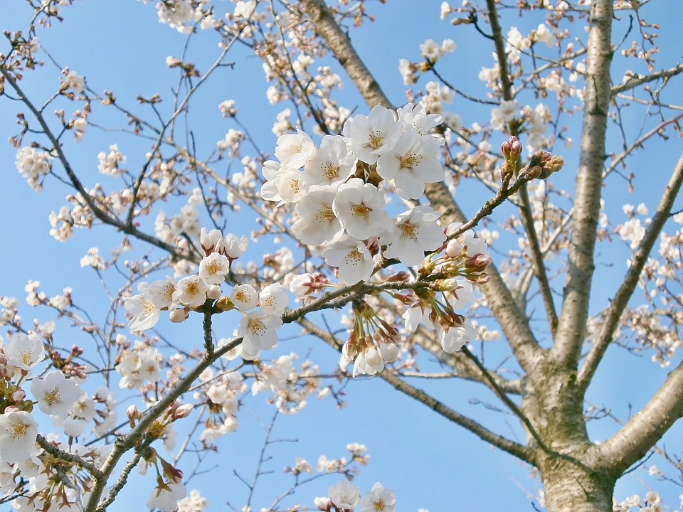Cherry blossoms cherry tree spring