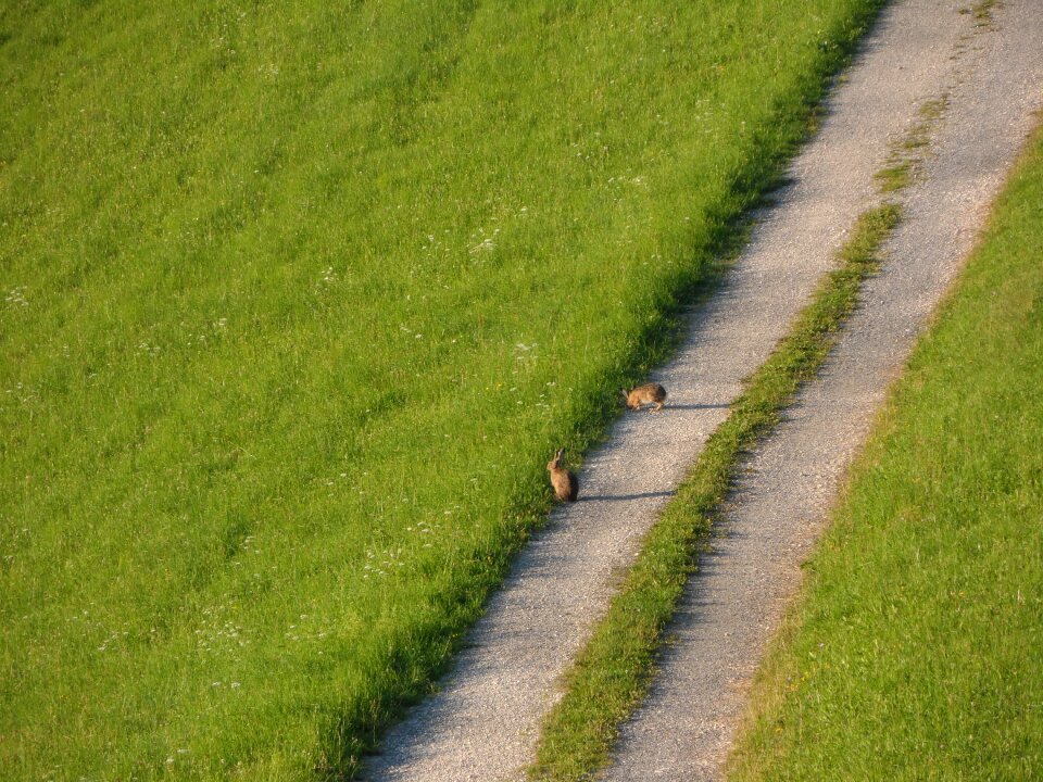 Wild live fauna away