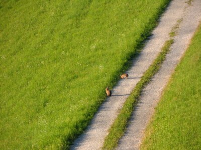 Wild live fauna away