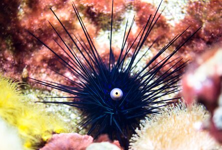 Sting sea animal underwater