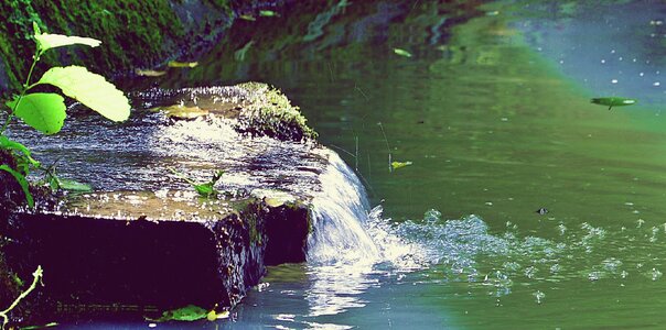 Forest source water