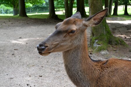 Roe deer zoo animal world