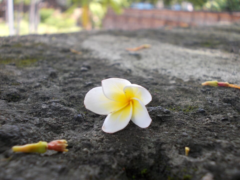 Kalachuchi fragrant yellow