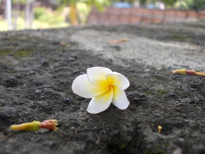 Kalachuchi fragrant yellow