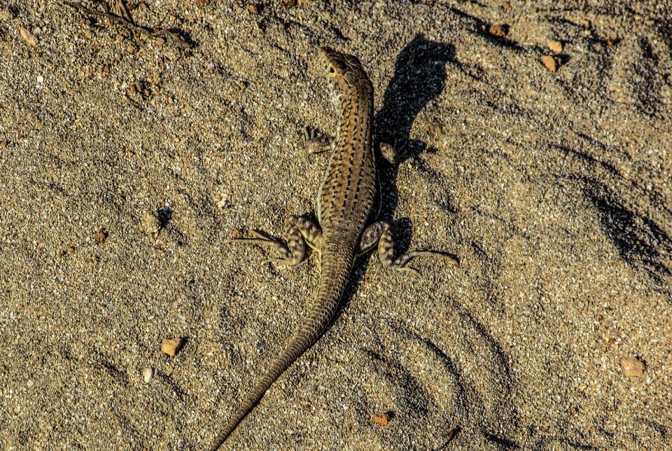 Reptile nature animal