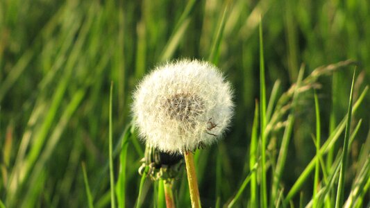 Seeds spring plant